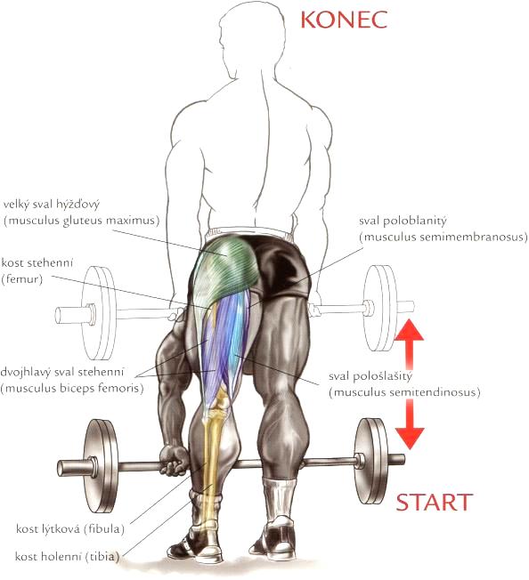 hamstring 10